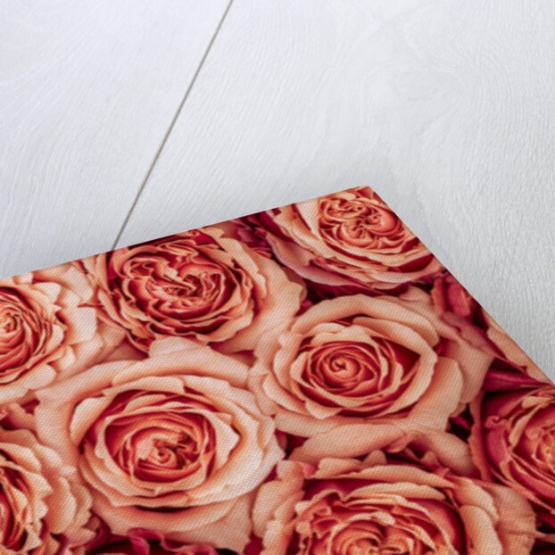 Background of roses by Assaf Frank